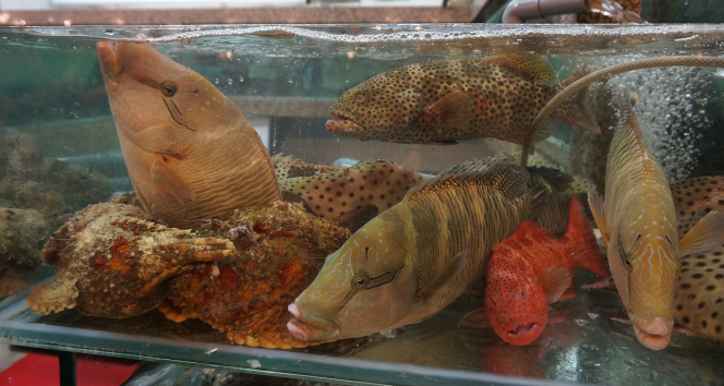 香港食肆的珊瑚魚海鮮（照片提供：薛綺雯教授）